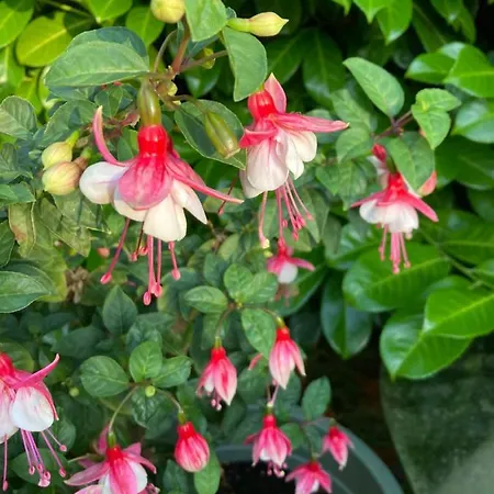 Lütje Huus Am * Norden